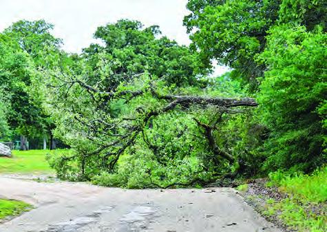 THIS TREE IS down at the end of County Road 377 on Friday.